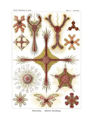 Discoidea, 1899-1904