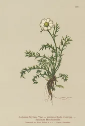 Dog-fennel