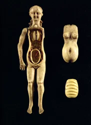 Doll showing the anatomy of the human body