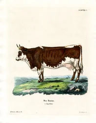 Domestic Cattle