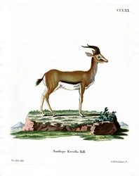 Dorcas Gazelle