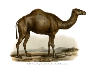 Dromedary
