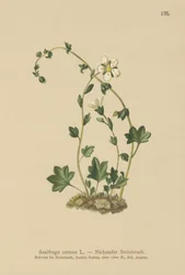Drooping Saxifrage (Saxifraga cernua)