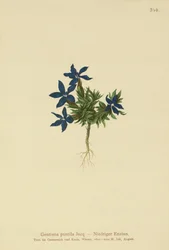 Dwarf Gentian
