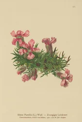 Dwarf Soapwort
