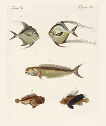 East Indian Fish