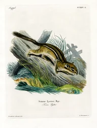 Eastern Chipmunk