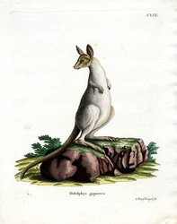 Eastern Grey Kangaroo