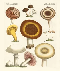 Edible Mushrooms