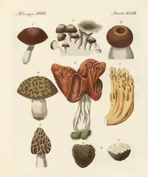 Edible Mushrooms