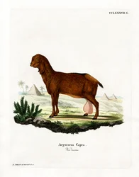 Egyptian Goat