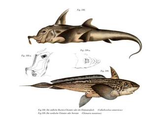 Elephant Fish