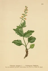 Elongated Valerian
