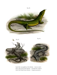 European Green Lizard