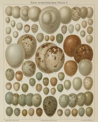European birds