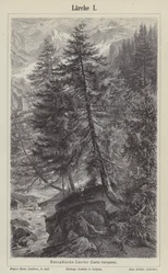 European Larch Tree (engraving)