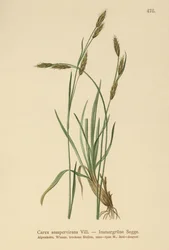 Evergreen Sedge