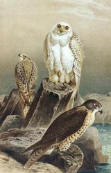 Falcon, plate from 