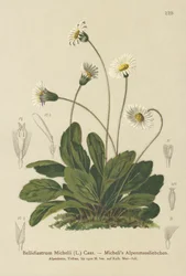 False Aster
