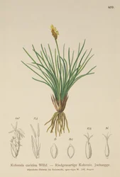 False Sedge