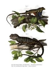 Fan-throated Lizard