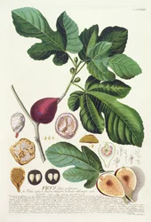 Fig, engraved by Johann Jakob Haid, plate 73 from a botanical book, pub. by Augustus Vind