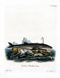Fin Whale