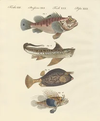 Fish with a strange form