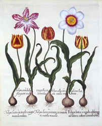Five Tulips, from Hortus Eystettensis