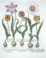 Five Tulips, from Hortus Eystettensis by Basil Besler, pub. 1613