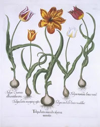 Five Tulips, from Hortus Eystettensis by Basil Besler, pub. 1613
