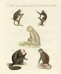 Five kinds of monkeys