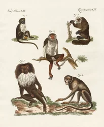 Five Kinds of Monkeys