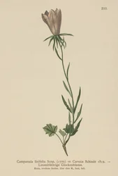 Flax Leaved Bellflower