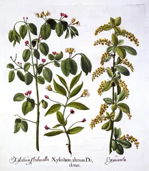 Fly Honeysuckle and Hawthorn, from Hortus Eystettensis