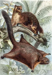 Flying Squirrel, plate from Brehms Tierleben