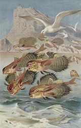 Flying Gurnard, plate from Brehms Tierleben