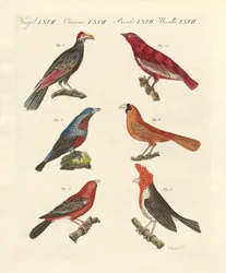 Foreign beautiful birds