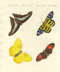 Foreign Butterflies