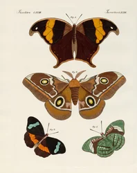 Foreign Butterflies