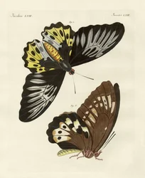 Foreign Butterflies of a Phenomenal Size (coloured engraving)