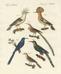 Foreign Kinds of Hoopoes