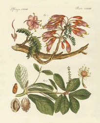 Foreign Plants (coloured engraving)