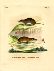 Forest Shrew