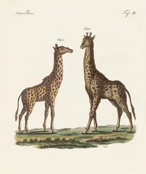 Four-Footed Animals