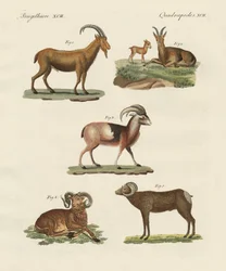Four-Footed Animals