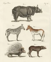 Four-footed animals