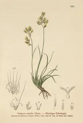 Four Leaved Fescue