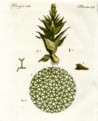 Four Kinds of Monkey