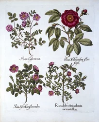 Four Varieties of Dog Rose, from Hortus Eystettensis